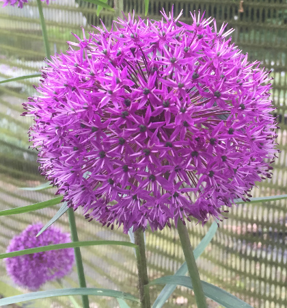 Allium aflatunese 'Purple Sensation'